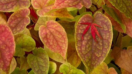 Unlocking the Power of Horny Goat Weed for Enhanced Vitality