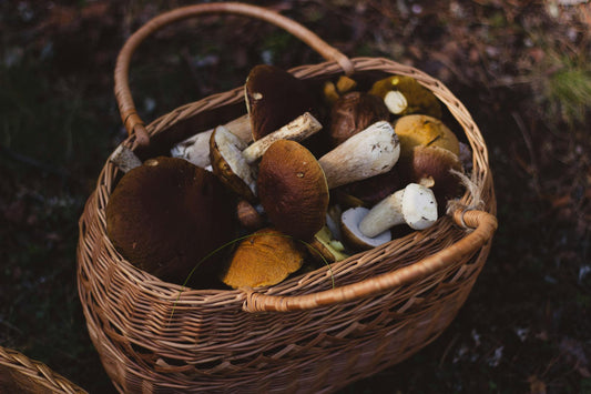 The Power of Mushroom Extract: A Comprehensive Health Booster