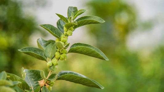 Unlock the Power of Organic Ashwagandha Root for Stress Relief and Well-Being