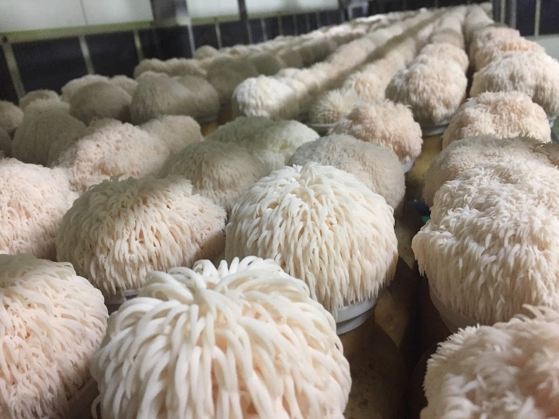 Unlock Your Brain’s Full Potential with Lion’s Mane Mushroom