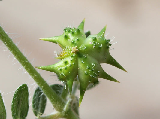 Tribulus Terrestris: The Natural Powerhouse for Men’s Health